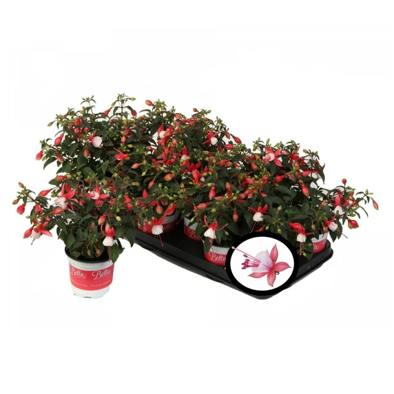 Fuchsia 'Bella Petra'