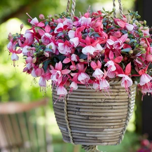 Fuchsia 'Bella Petra'