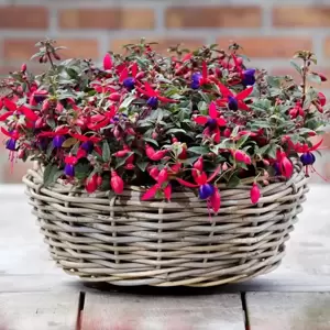 Fuchsia 'Bella Sacha' - image 6