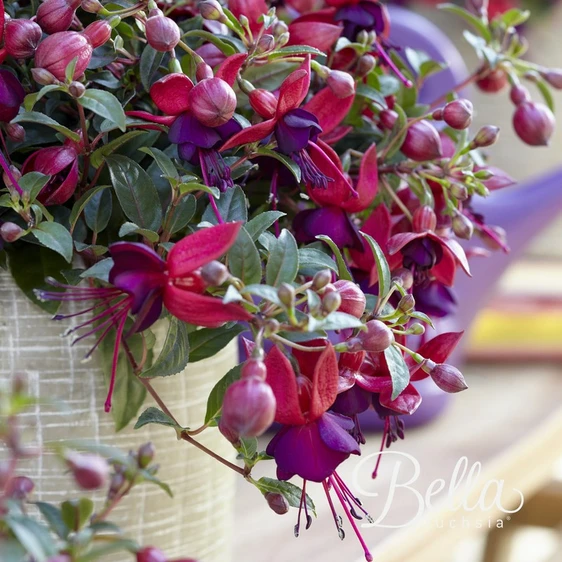 Fuchsia 'Bella Soila' - image 2