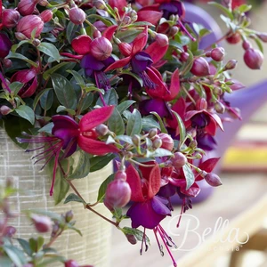 Fuchsia 'Bella Soila' - image 2