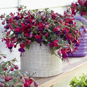 Fuchsia 'Bella Soila' - image 3