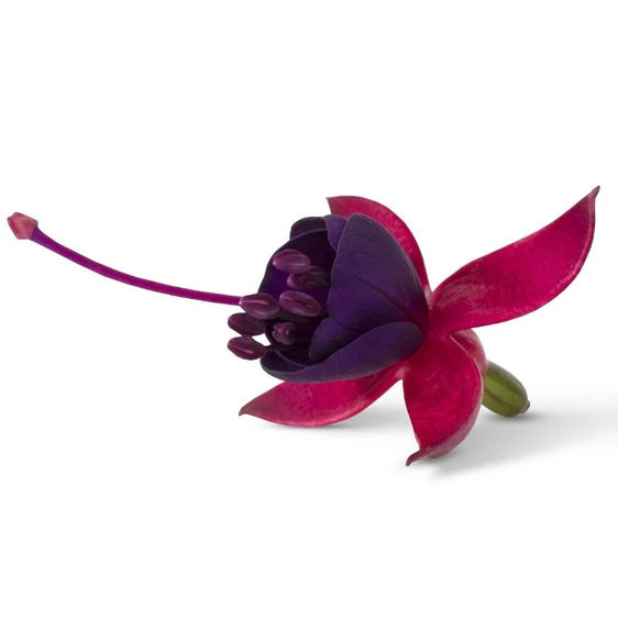 Fuchsia 'Bella Soila' - image 1