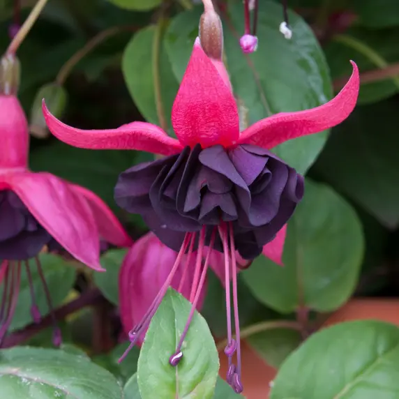 Picture Credit - Ball Horticultural Company