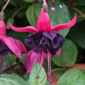 Picture Credit - Ball Horticultural Company