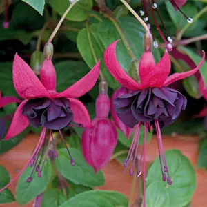 Picture Credit - Ball Horticultural Company