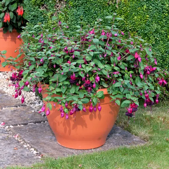 Picture Credit - Ball Horticultural Company