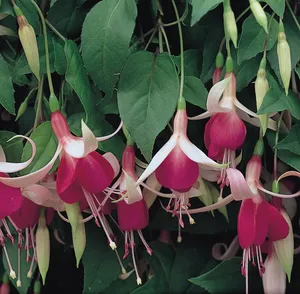 Picture - Ball Horticultural