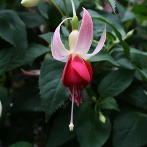 Fuchsia 'Celia Smedley' - image 1