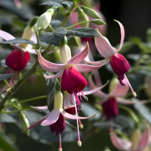 Fuchsia 'Celia Smedley' - image 2