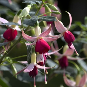 Fuchsia 'Celia Smedley' - image 2