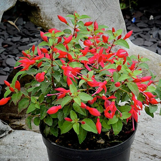 Fuchsia 'Chilli Red'