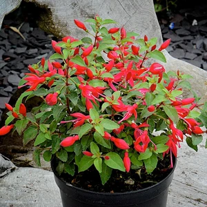 Fuchsia 'Chilli Red'