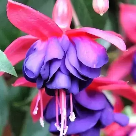 Fuchsia 'Dollar Princess' 10.5cm