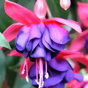 Fuchsia 'Dollar Princess' 10.5cm