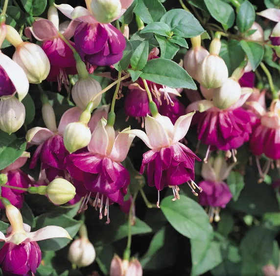 Picture - Ball Horticultural