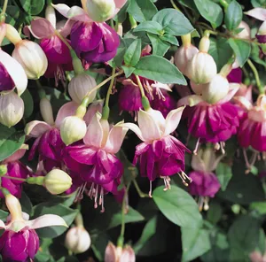 Picture - Ball Horticultural