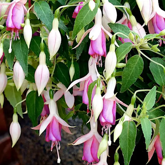 Image Credit: New World Plants