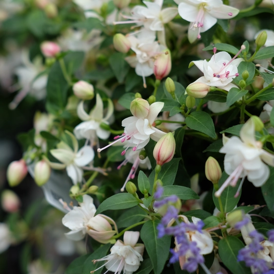 Fuchsia 'Fairy Polar' - image 1
