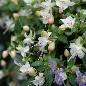 Fuchsia 'Fairy Polar' - image 1