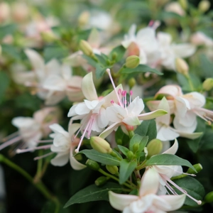 Fuchsia 'Fairy Polar' - image 2