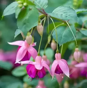 Fuchsia 'Garden News' 10.5cm