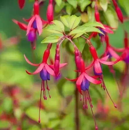 Fuchsia 'Genii' 10.5cm