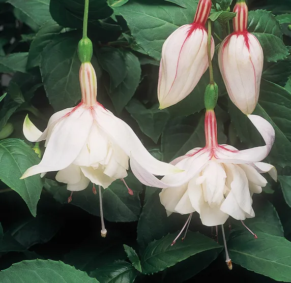 Picture - Ball Horticultural