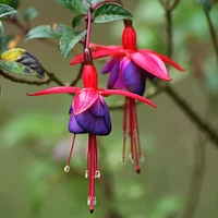 Fuchsia (Hardy)