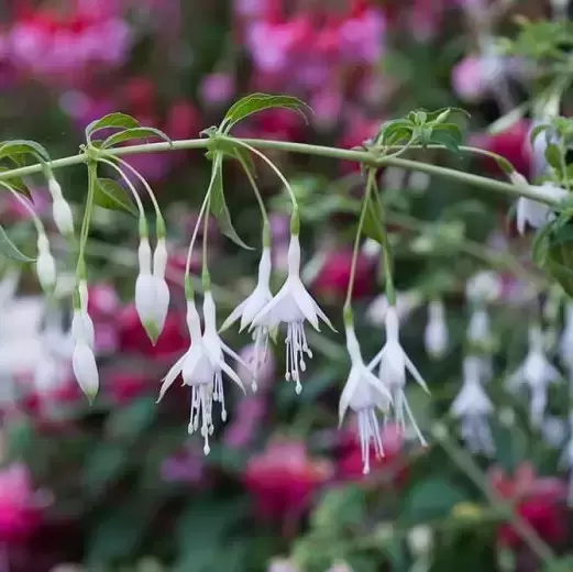 Fuchsia 'Hawkshead' 10.5cm