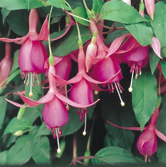 Picture - Ball Horticultural