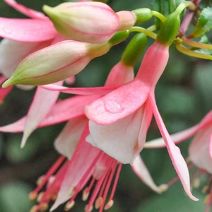 Fuchsia 'Jack Stanway'