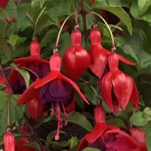 Fuchsia 'Janie'