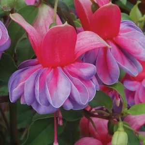 Picture - Ball Horticultural