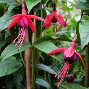 Fuchsia 'Lady Boothby'