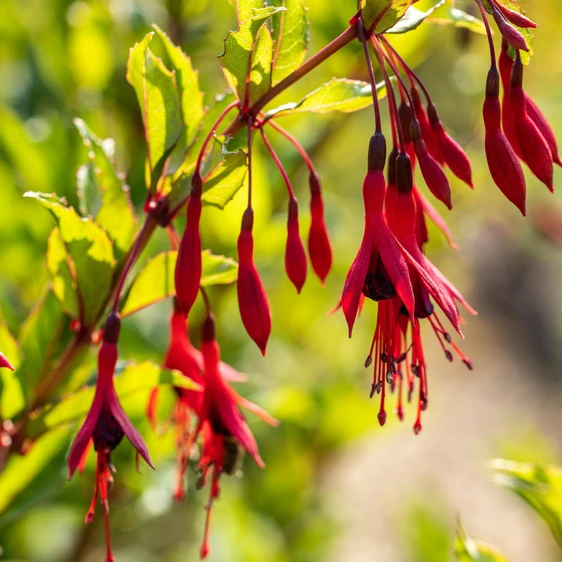Fuchsia magellanica var gracilis - image 2