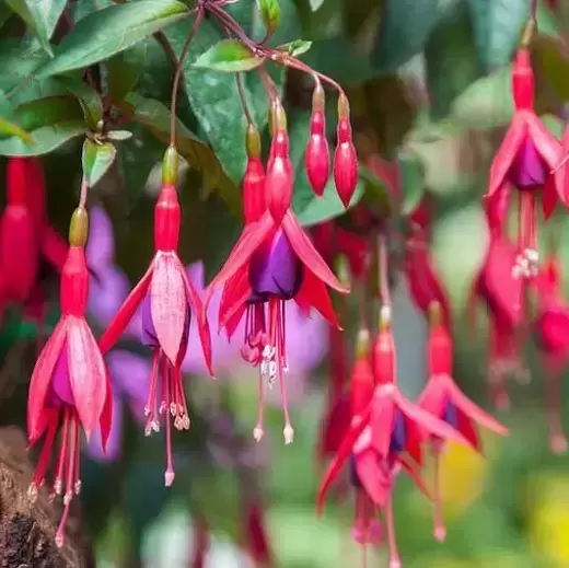 Fuchsia 'Mrs Popple' 10.5cm