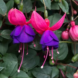 Picture - Ball Horticultural