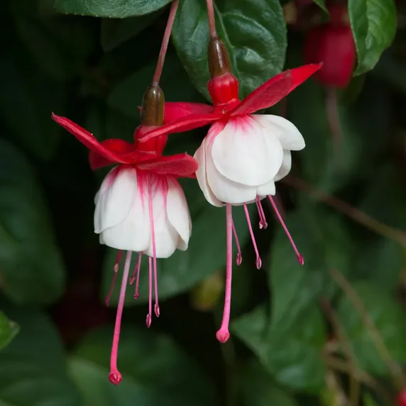 Picture - Ball Horticultural