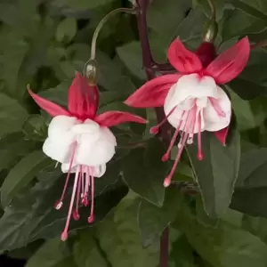 Fuchsia 'Snowcap' 10.5cm