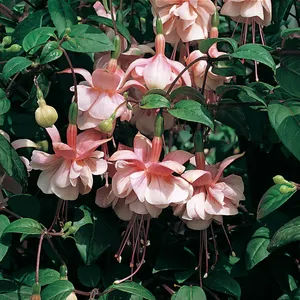 Picture - Ball Horticultural