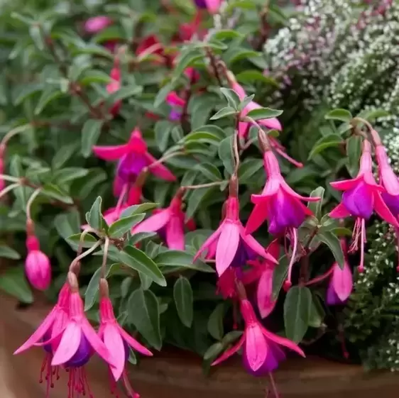 Fuchsia 'Tom Thumb' 10.5cm