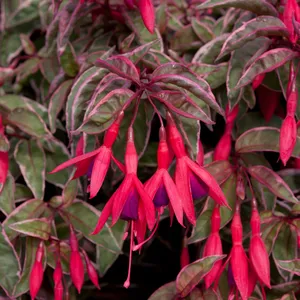 Picture - Ball Horticultural