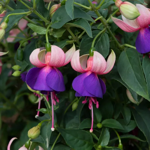 Picture - Ball Horticultural