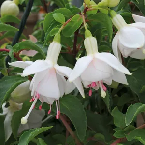 Picture - Ball Horticultural