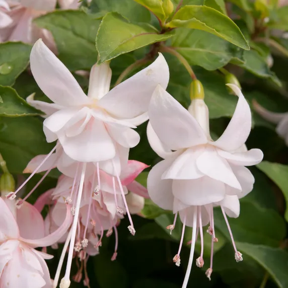 Picture - Ball Horticultural