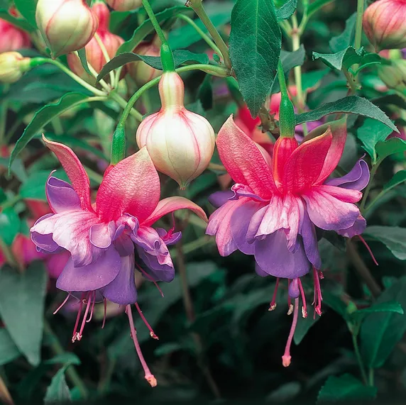 Picture - Ball Horticultural