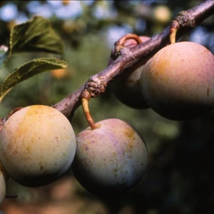 Gage (Prunus) 'Cambridge' St. Julien 'A'