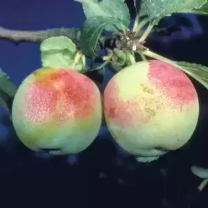 Gage (Prunus) 'Early Transparent' VVA-1