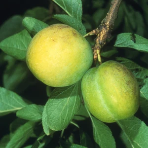 Gage (Prunus) 'Oullins Golden' VVA-1